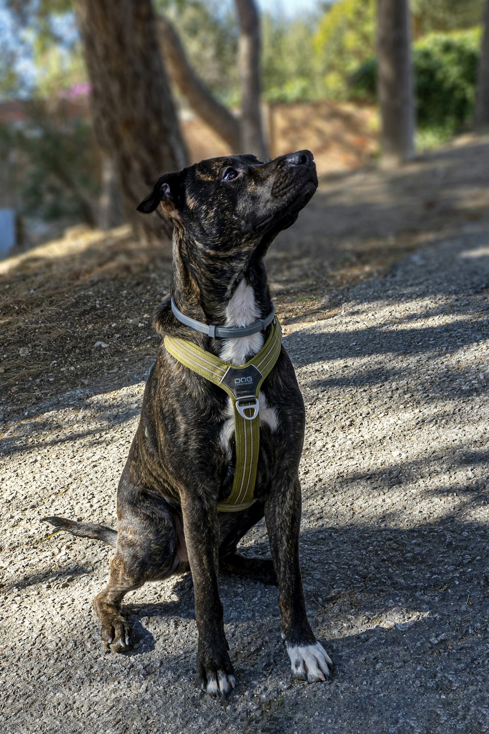 a black and white dog wearing a yellow harness