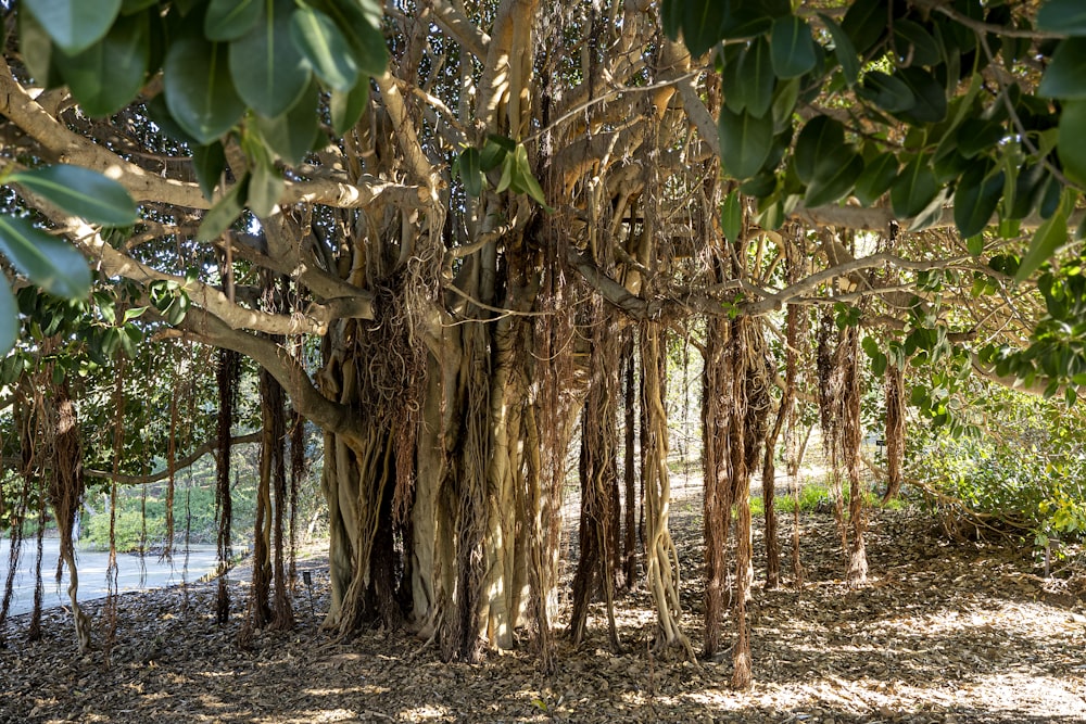 a large tree in a forest with lots of leaves