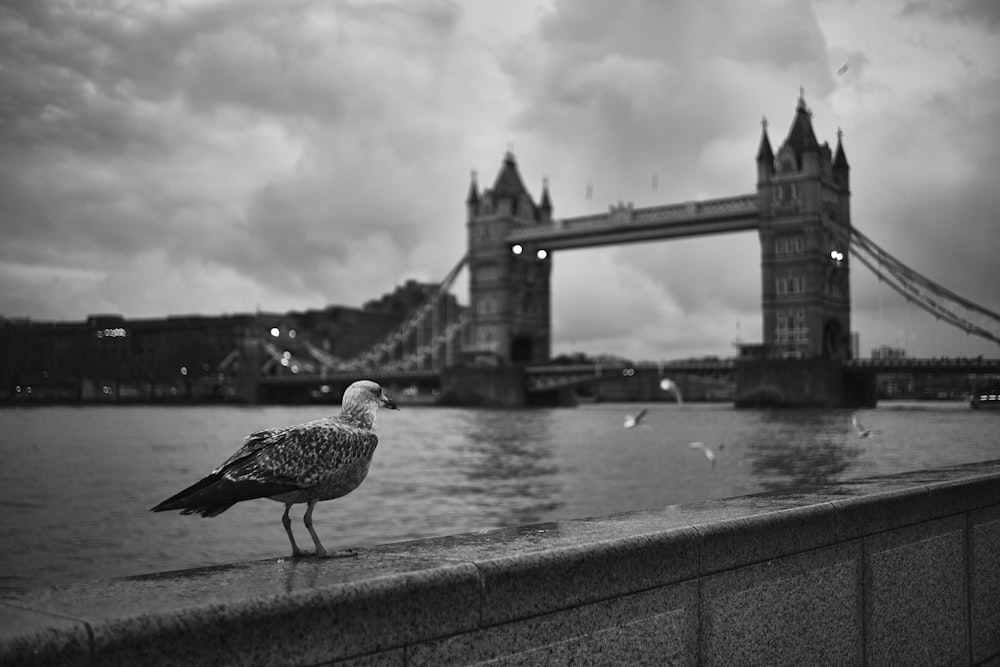 a black and white photo of a seagull on a wall near the water