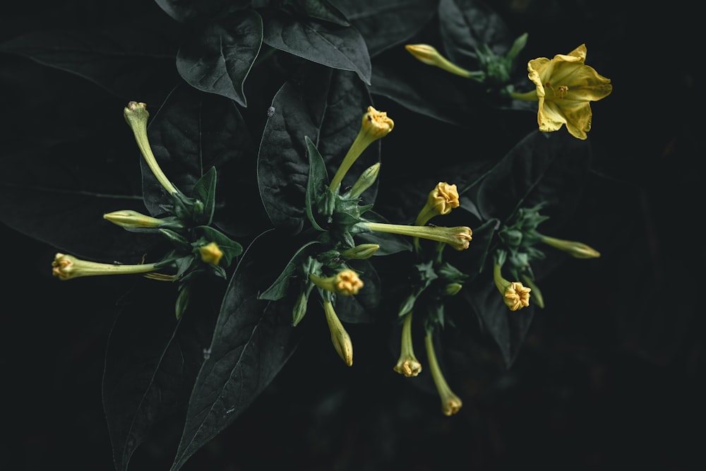 a group of yellow flowers on a black background