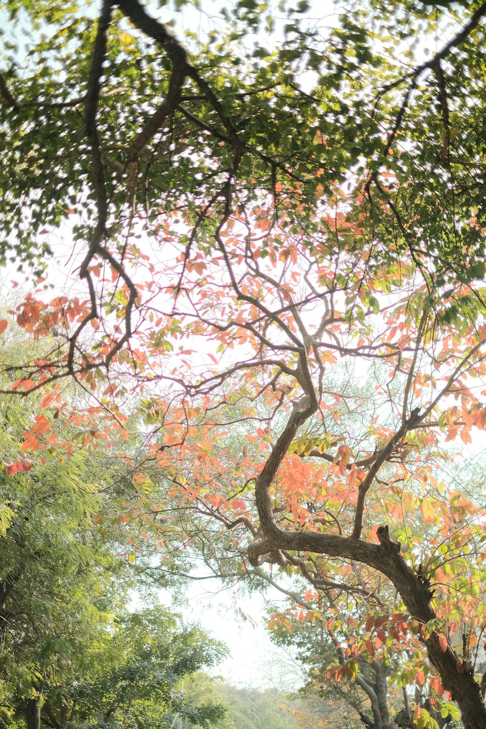 a bench under a tree in a park