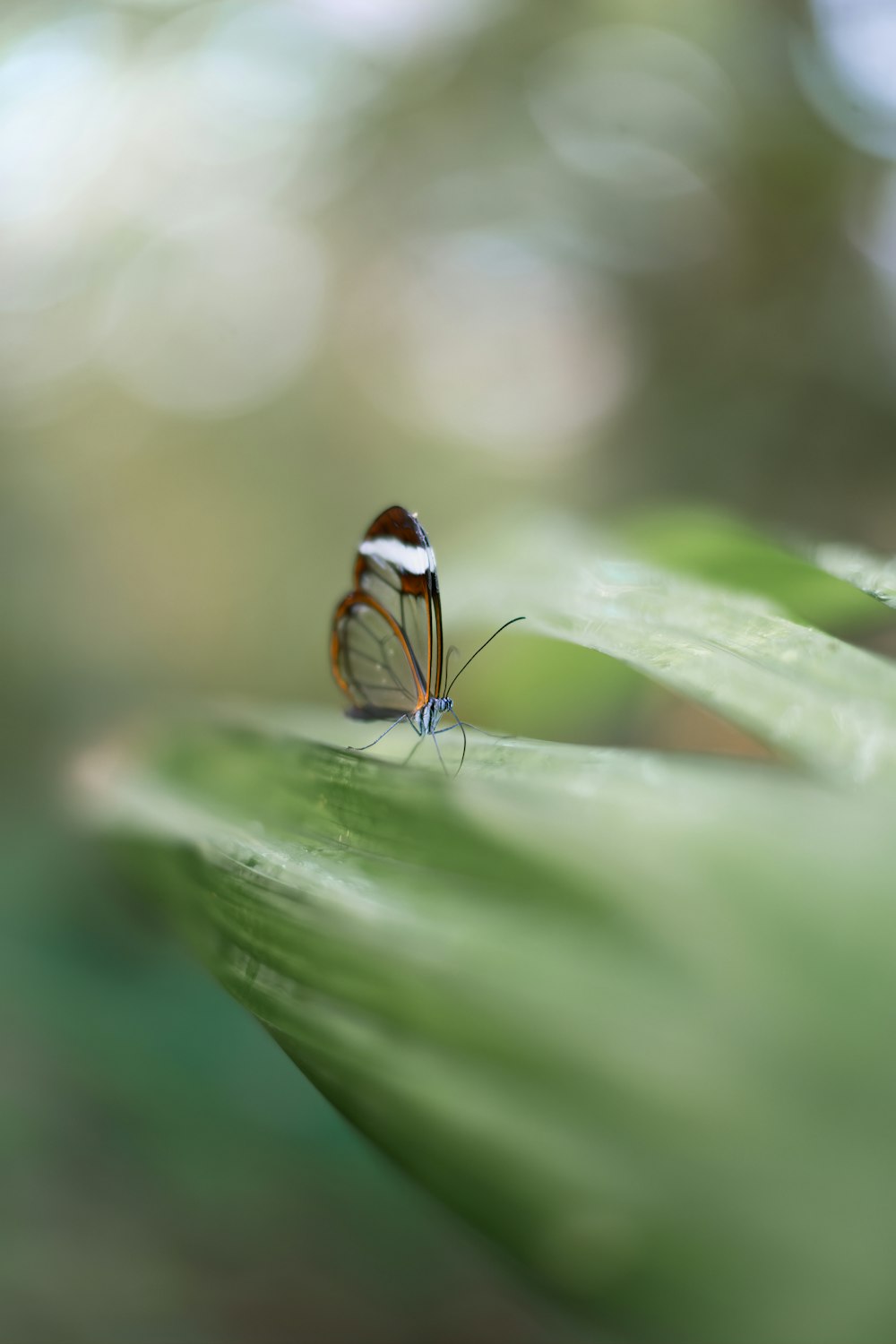 a butterfly sitting on top of a green leaf