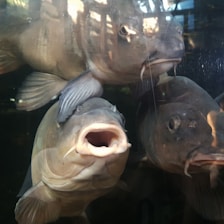 Three large fish are closely gathered in an aquarium setting, with their mouths open and eyes visible. The lighting creates reflections on the glass, giving the image a dynamic and lively feel.