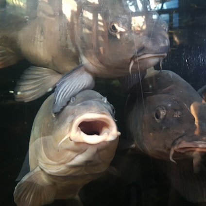 Three large fish are closely gathered in an aquarium setting, with their mouths open and eyes visible. The lighting creates reflections on the glass, giving the image a dynamic and lively feel.