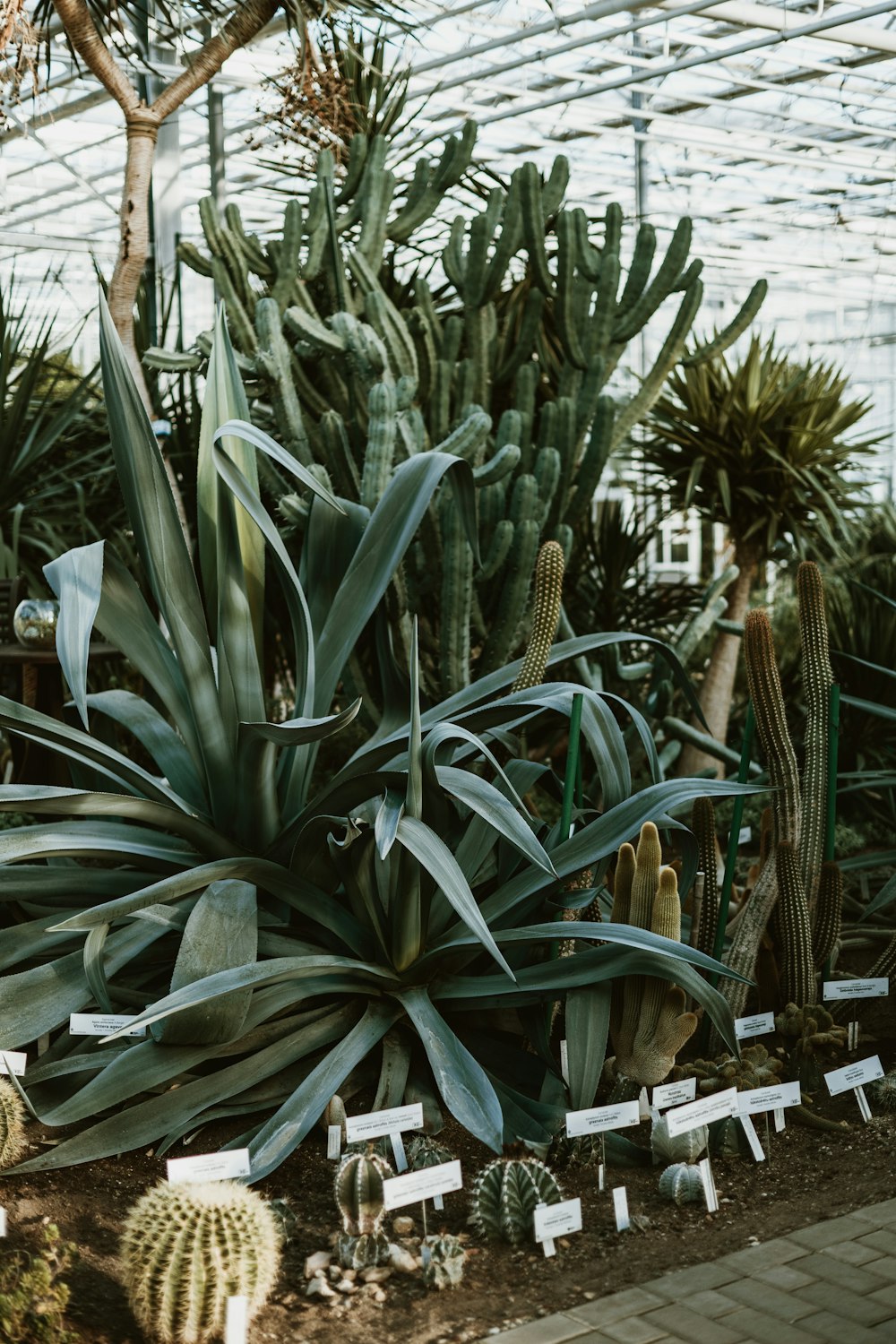 a bunch of plants that are in a greenhouse