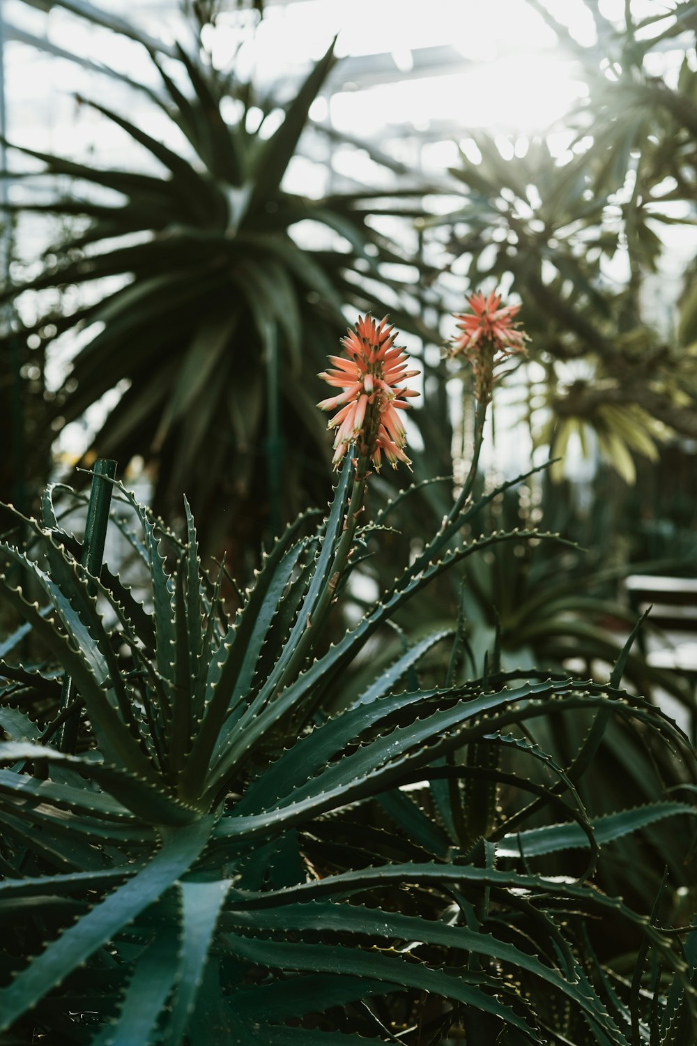 a close up of a plant in a greenhouse