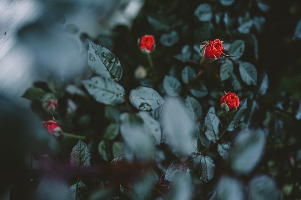 a group of red roses sitting on top of a lush green plant