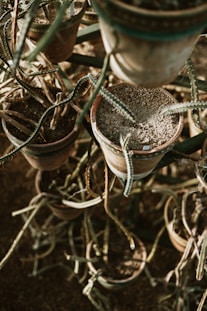 a group of pots with plants in them
