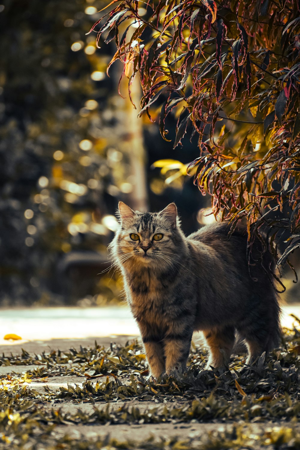 a cat standing under a tree in a park