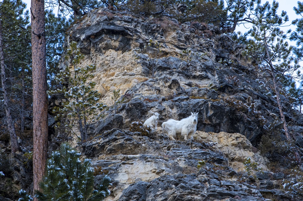a couple of animals that are on the side of a mountain