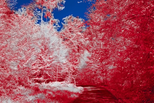 The image features a vibrant forest landscape with trees on either side of a narrow path. The foliage is primarily in various shades of red and pink, creating a striking contrast with the deep blue sky above. The path leads through the forest, inviting the viewer deeper into the surreal scene.
