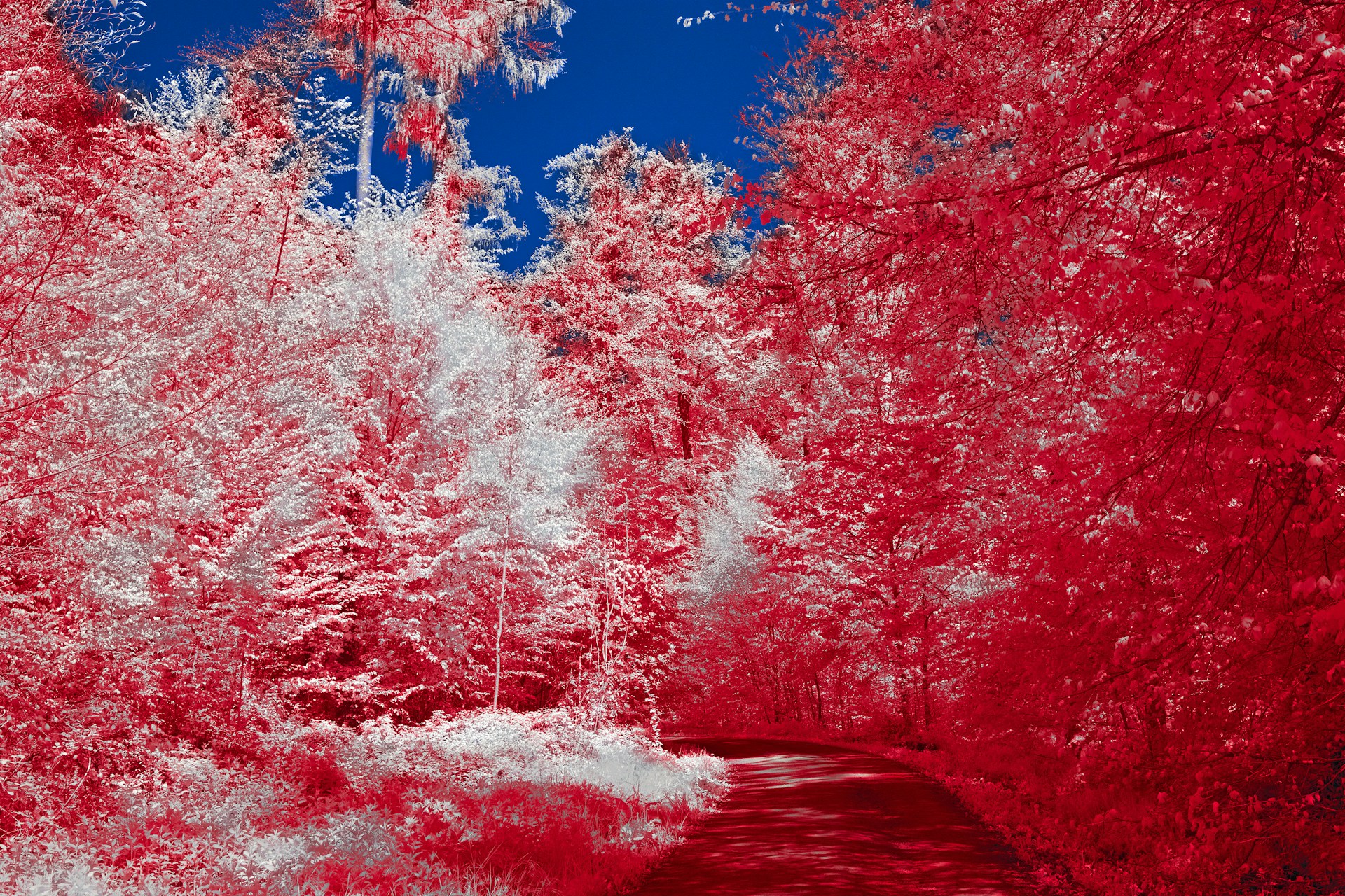 A vibrant poster featuring an eco-futuristic forest portal glowing with earthy tones and radiant hues, inviting you into a magical world.