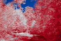 The image features a vibrant forest landscape with trees on either side of a narrow path. The foliage is primarily in various shades of red and pink, creating a striking contrast with the deep blue sky above. The path leads through the forest, inviting the viewer deeper into the surreal scene.
