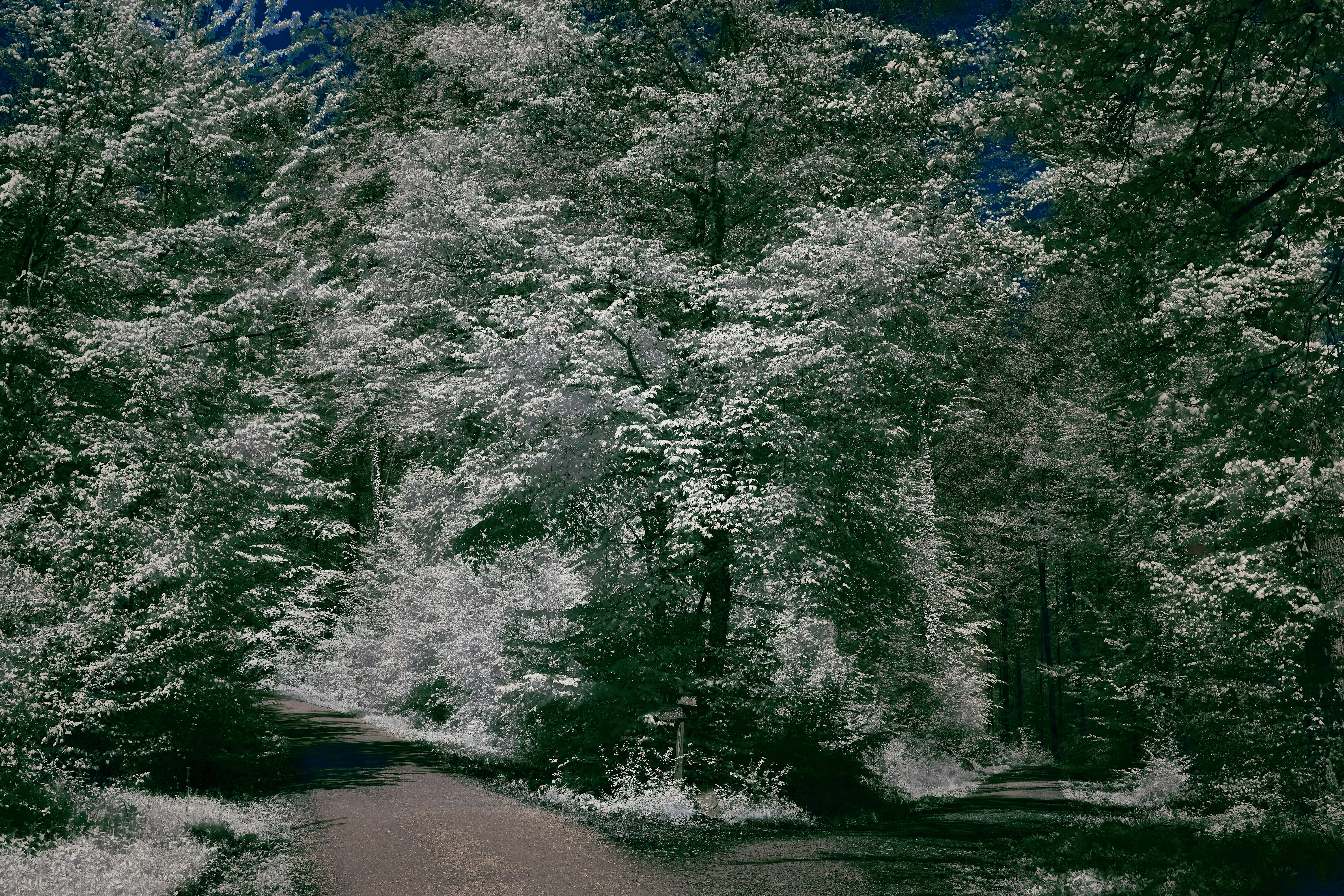 Photo by wolfgang_hasselmann