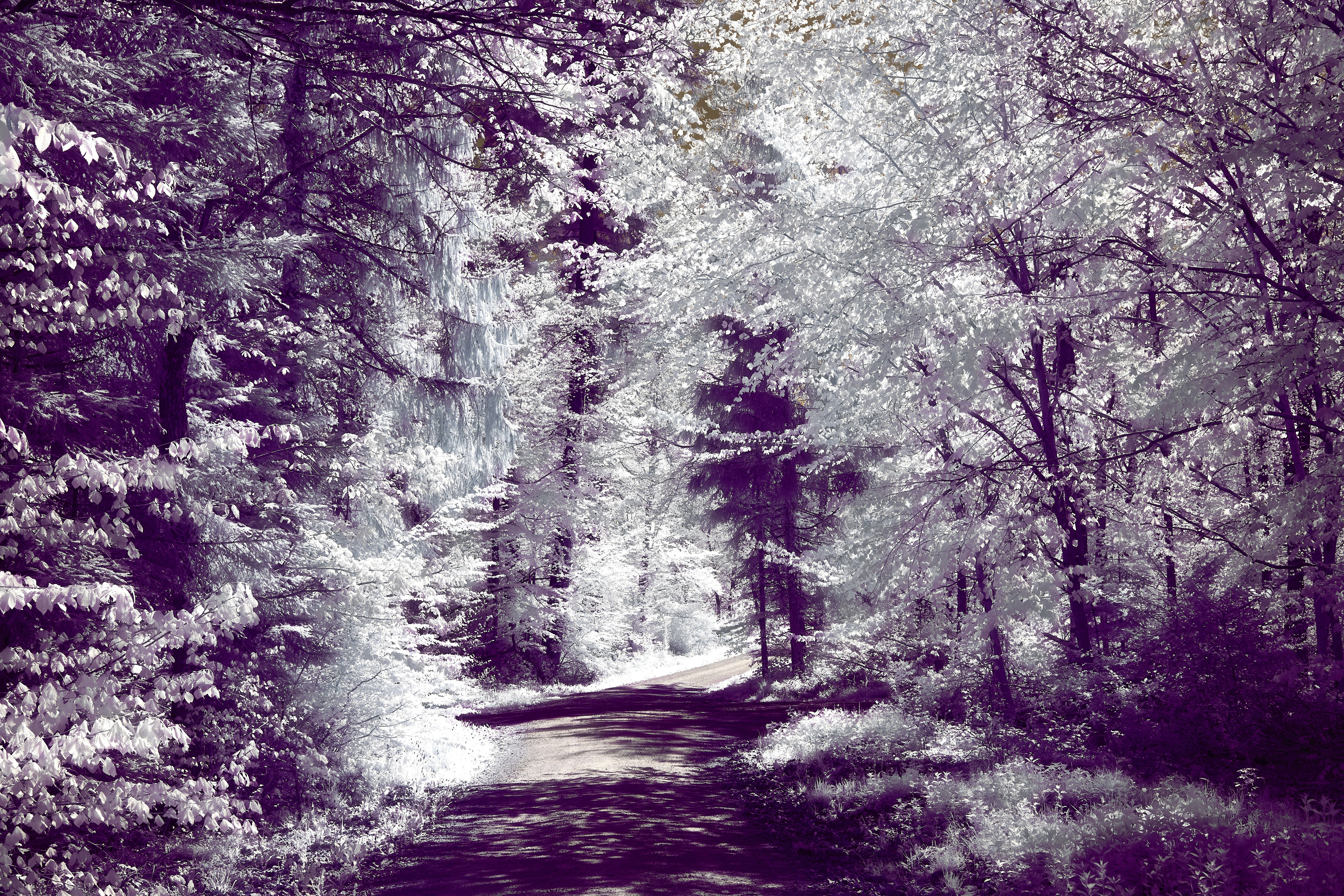 Photo by wolfgang_hasselmann