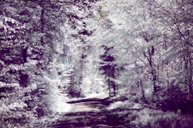 A tranquil pathway through a forest, enveloped by lush trees with a surreal and ethereal glow. Sunlight filters through the dense foliage, creating a dappled light pattern on the path. The scene captures the beauty of nature and the peacefulness of a secluded woodland area.