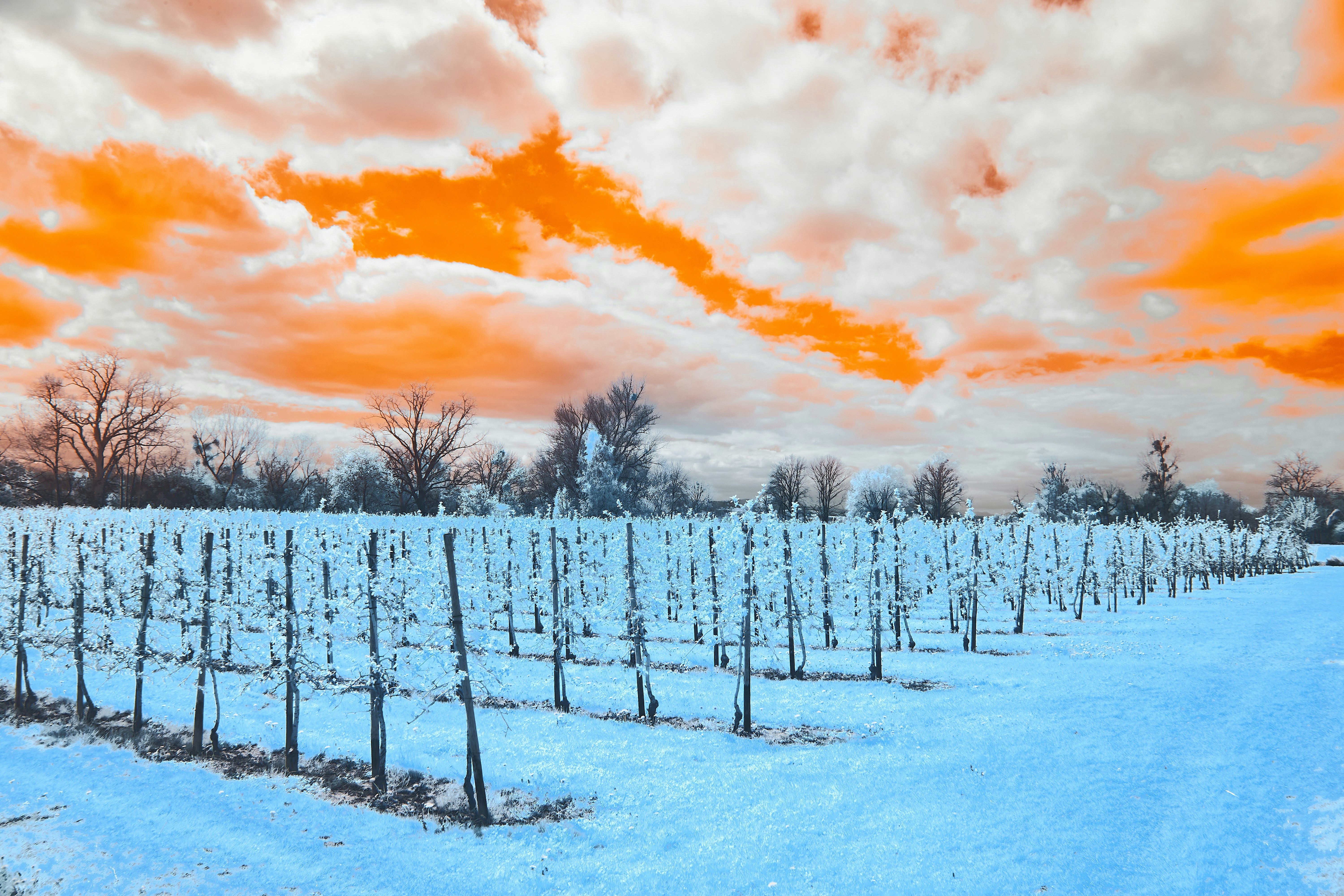 Photo by wolfgang_hasselmann