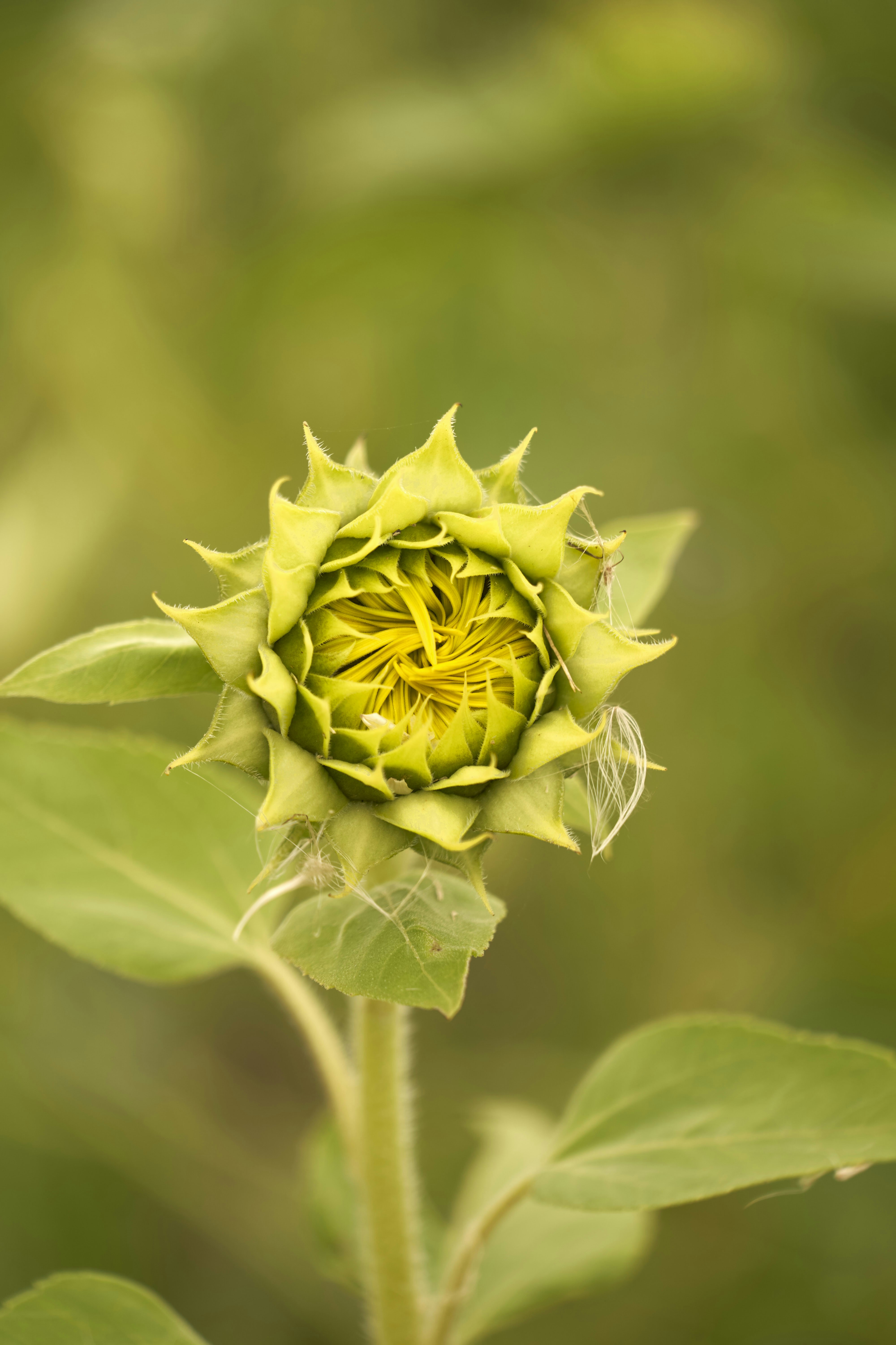 Photo by wolfgang_hasselmann