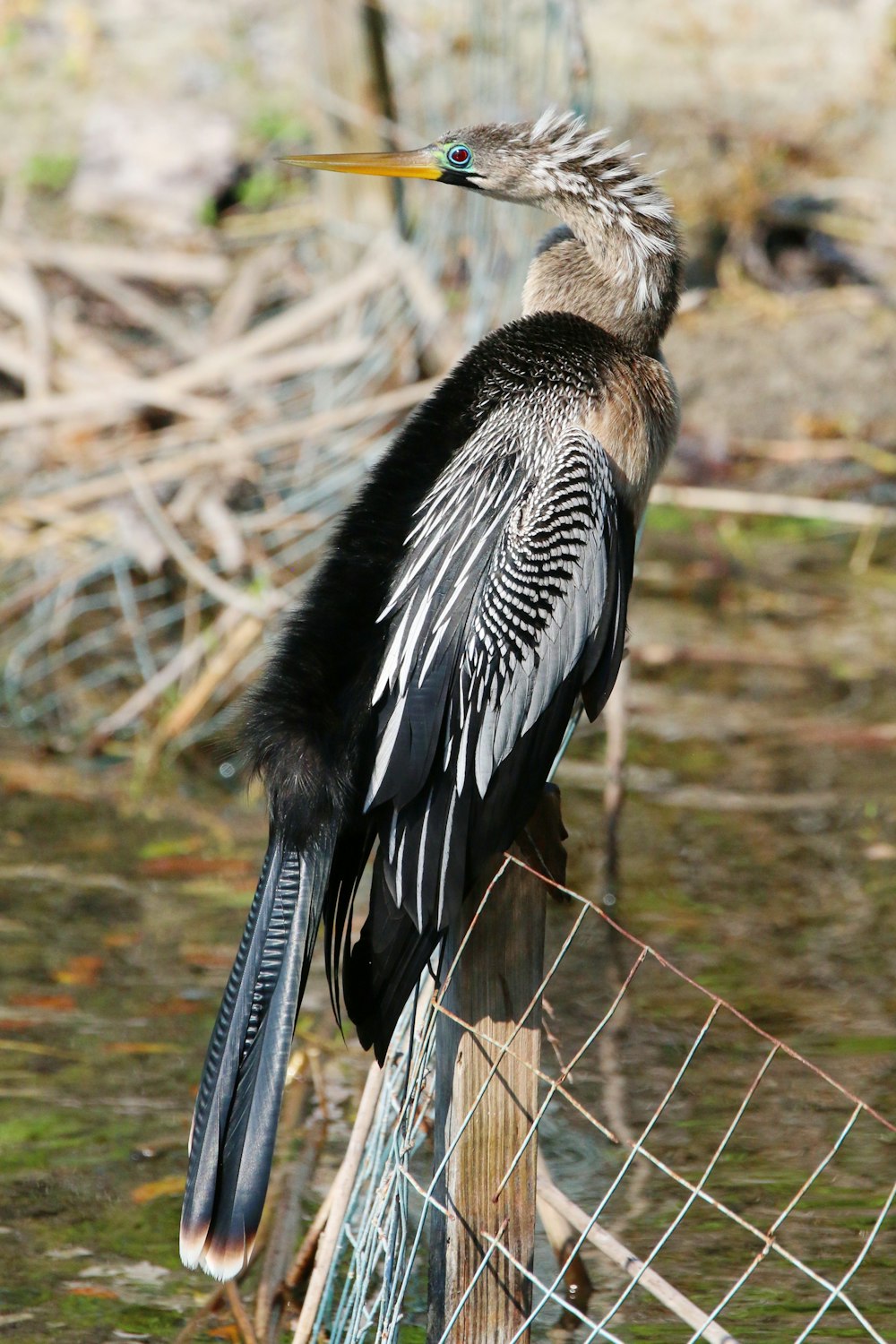 a bird is perched on a fence post