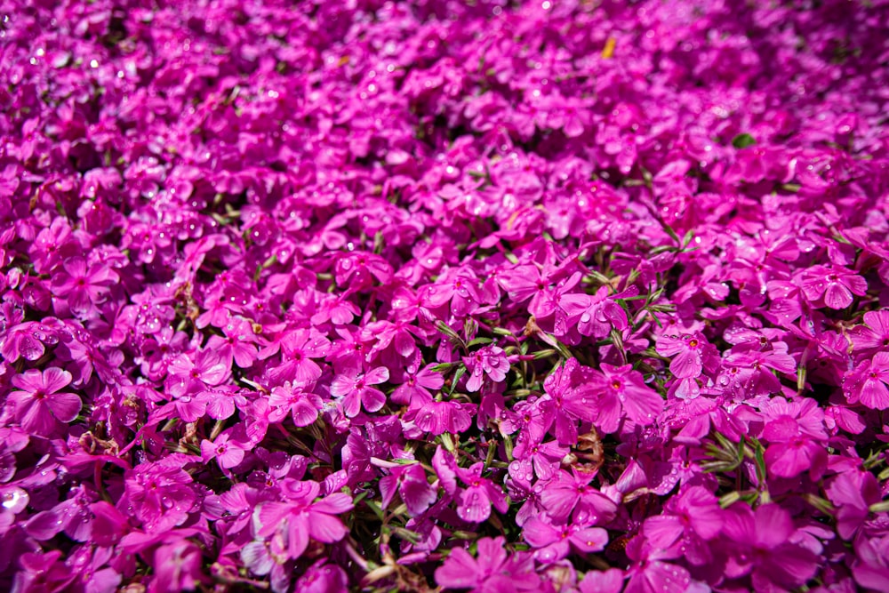 a field of purple flowers with water droplets on them