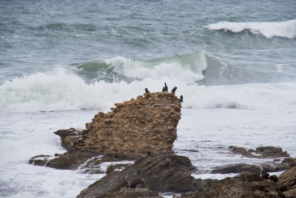 a group of birds sitting on top of a rock near the ocean