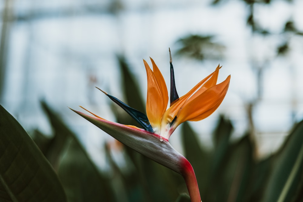 a close up of a flower with a blurry background