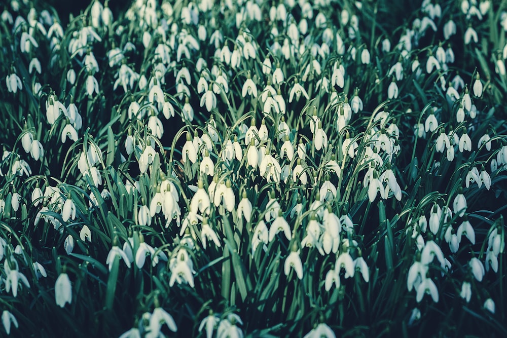 a bunch of white flowers that are in the grass