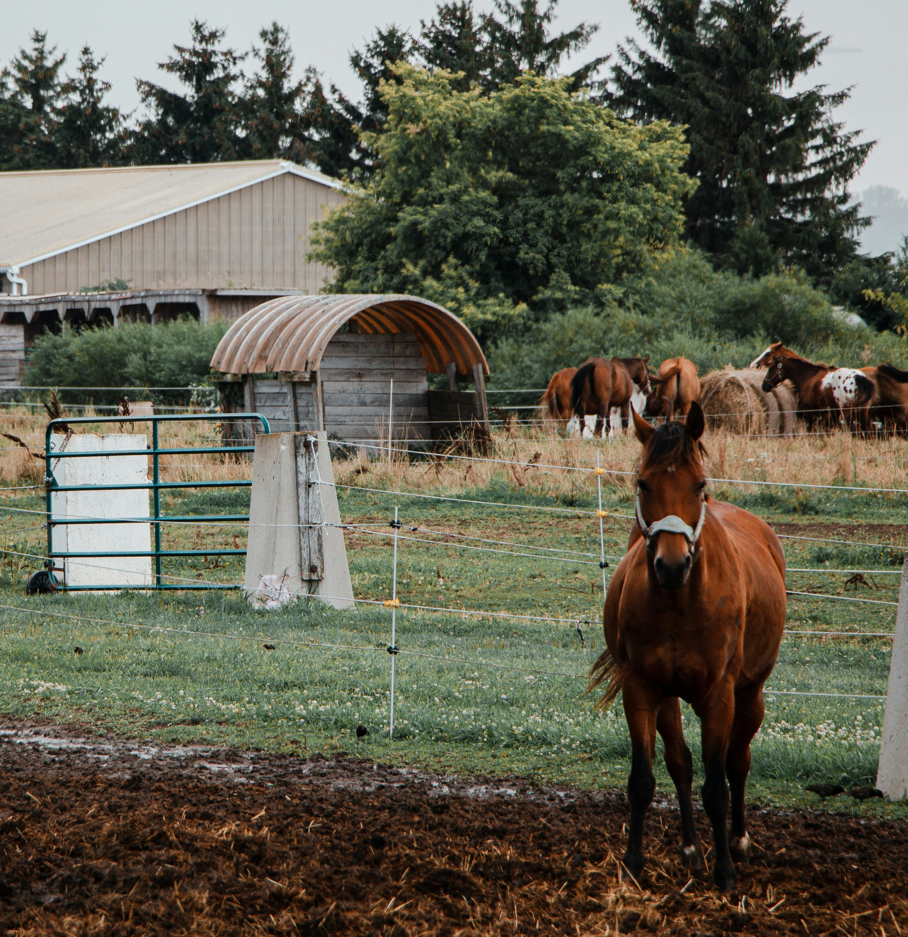 a brown horse standing on top of a lush green field