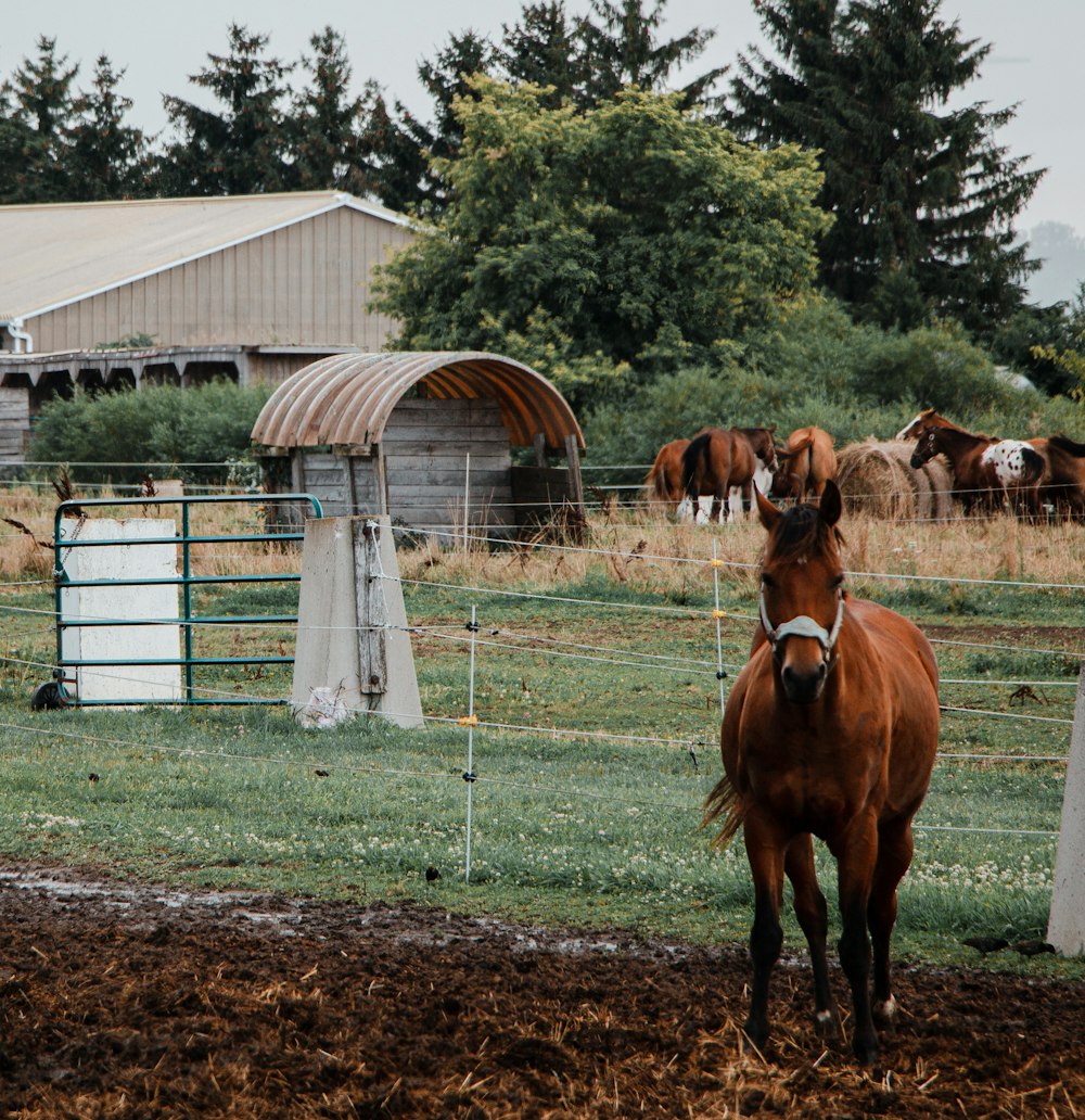 a brown horse standing on top of a lush green field