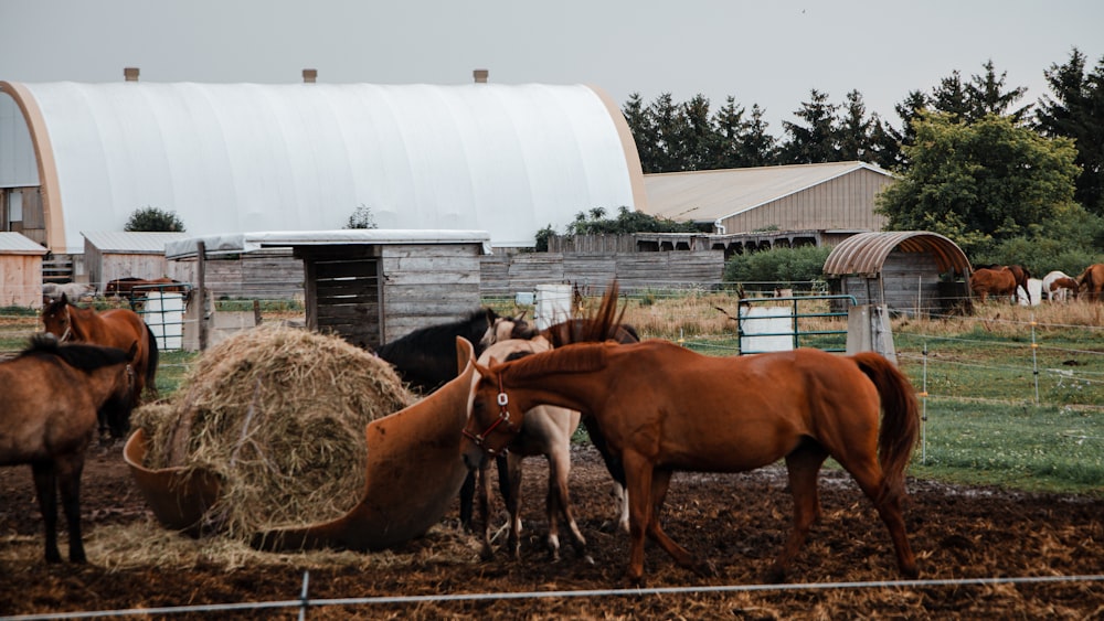 a group of horses eating hay in a pen