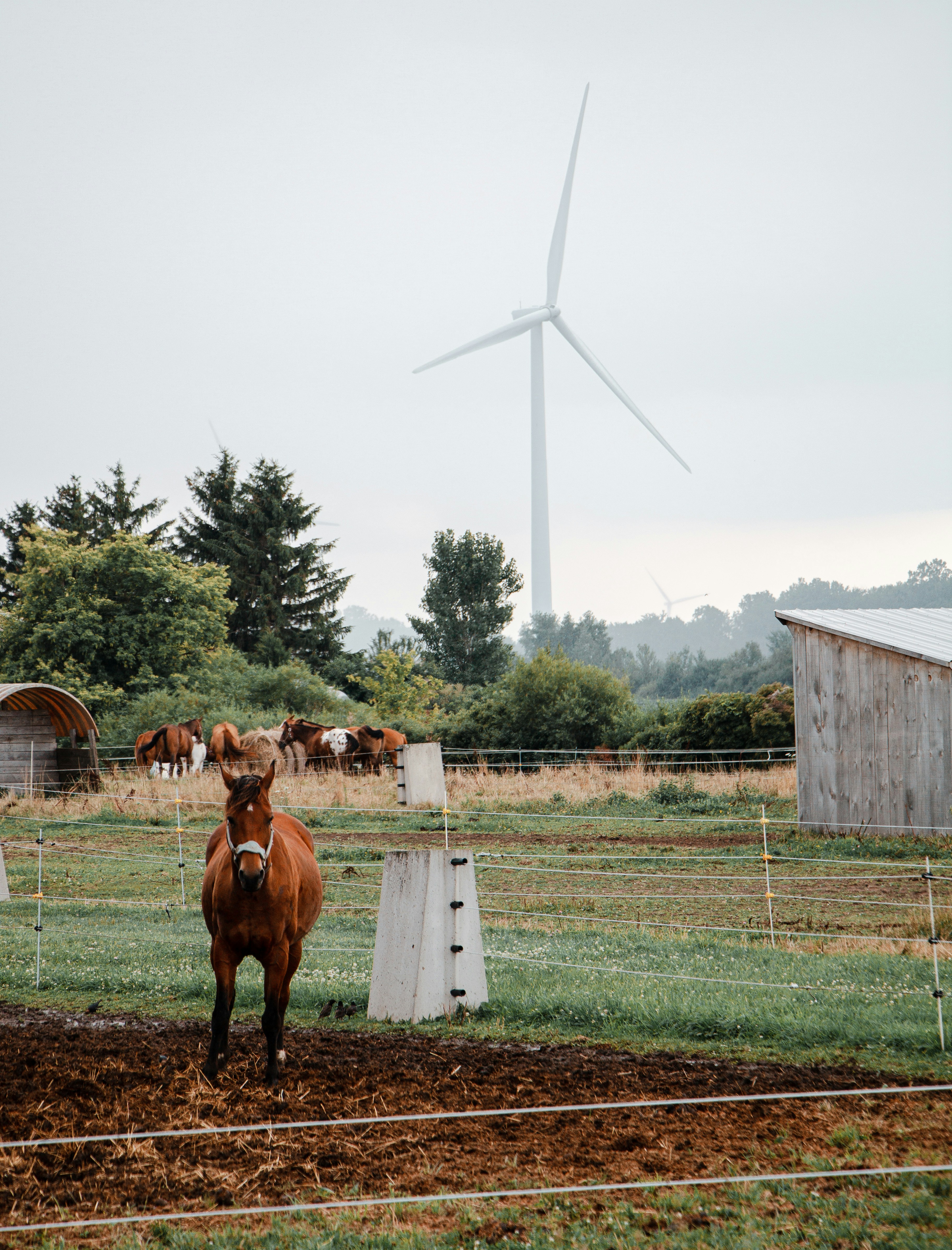 a brown horse standing on top of a lush green field
