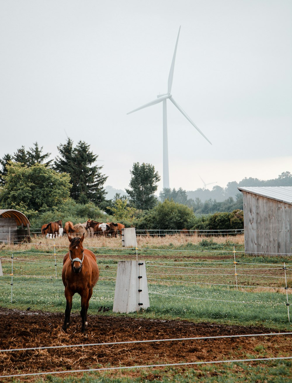 a brown horse standing on top of a lush green field