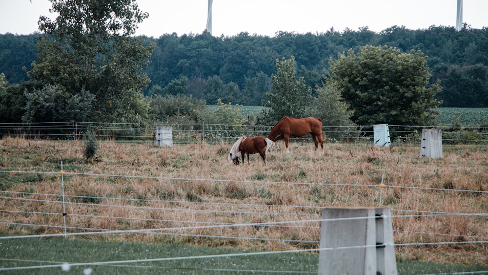 two horses grazing in a field behind a fence