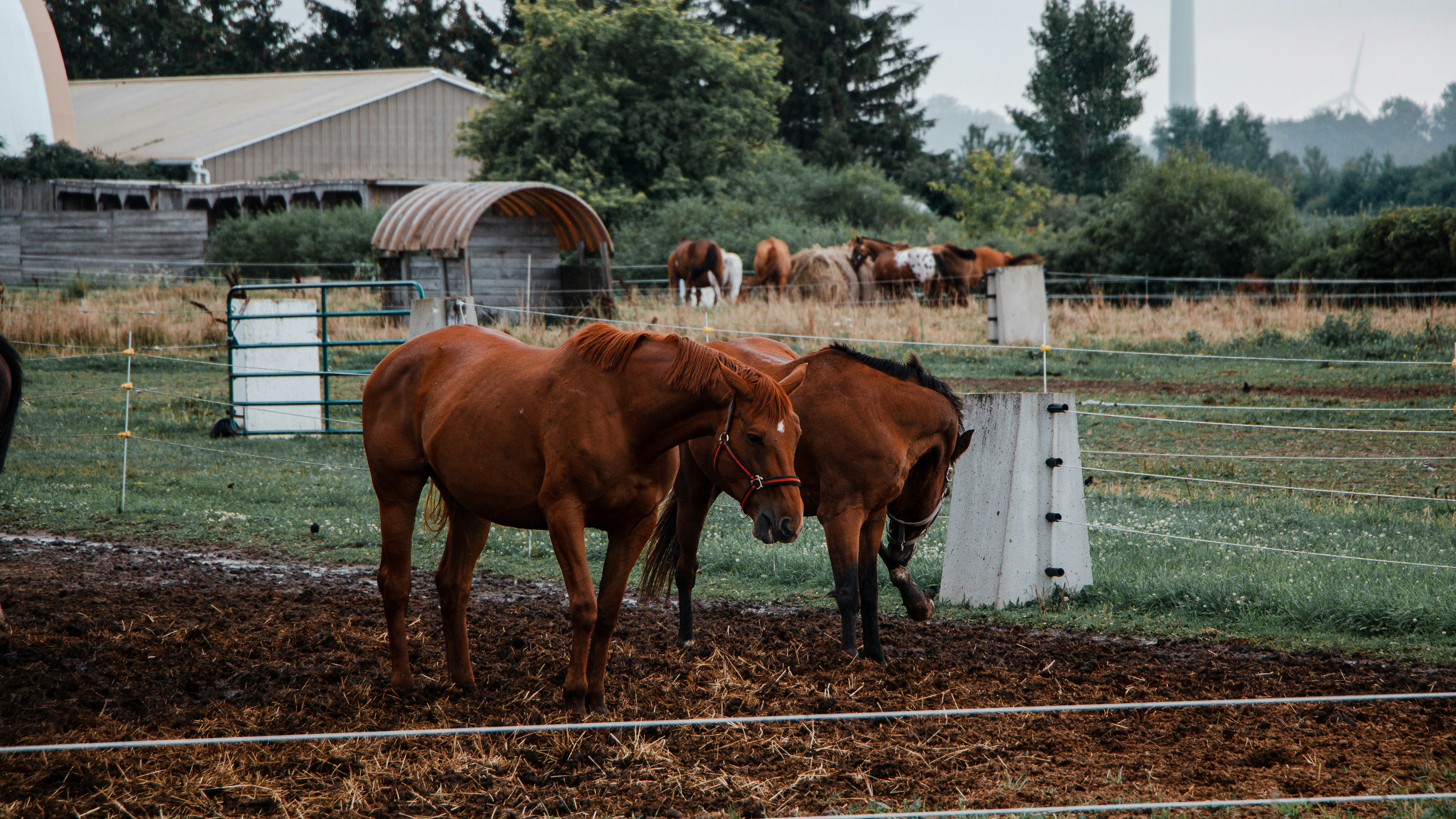 a couple of brown horses standing next to each other