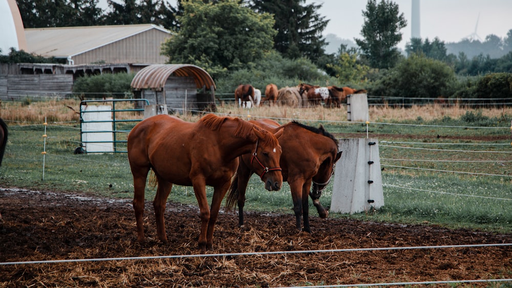 Un par de caballos marrones parados uno al lado del otro