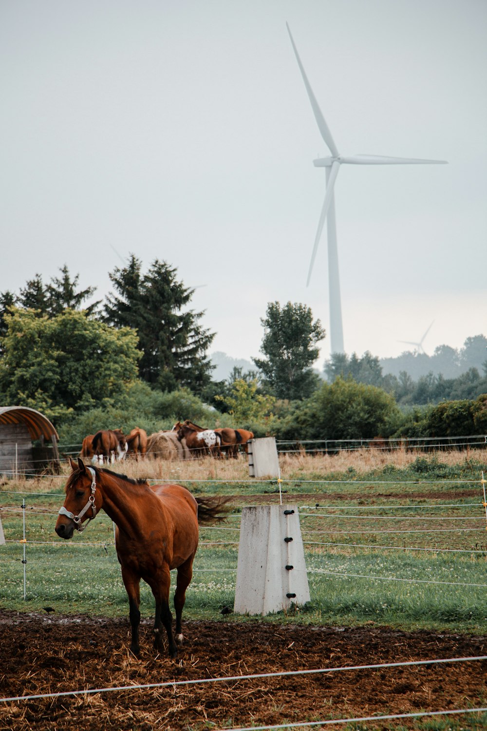 a brown horse standing on top of a lush green field