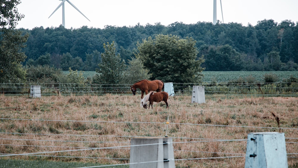 two horses in a field with a wind turbine in the background