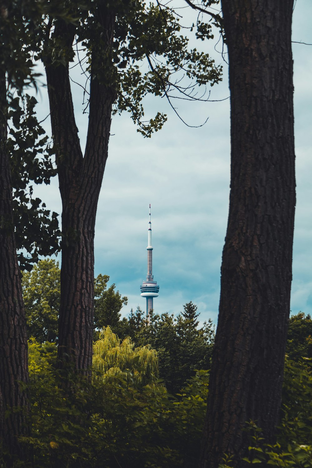 a view of a tower through some trees