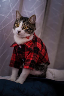Close-up of a cat wearing a custom-fitted yellow pastel shirt looking curious.