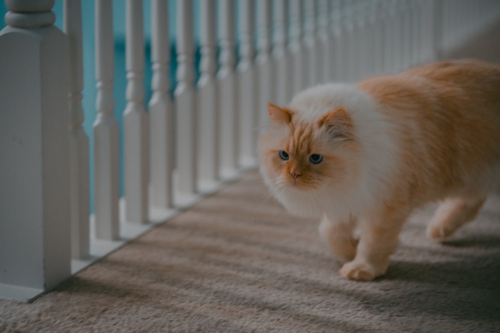 a cat that is standing on the ground