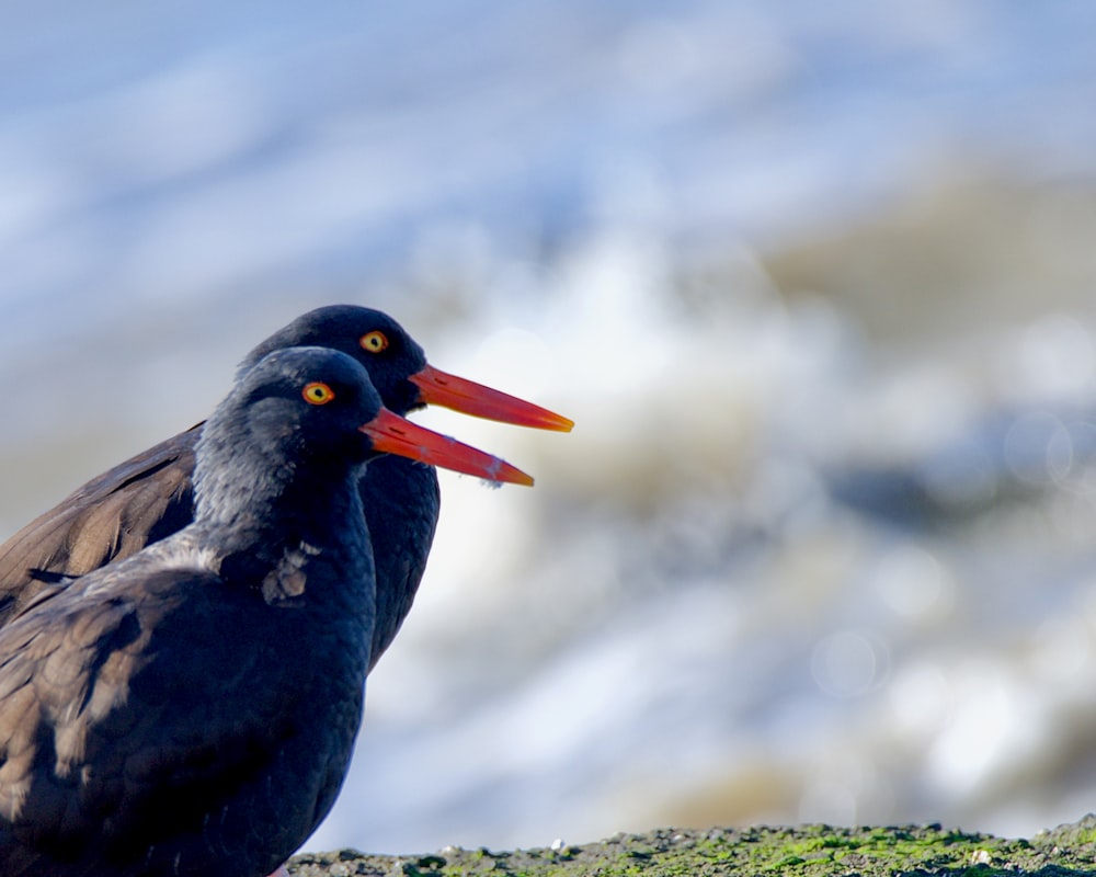 a black bird with a red beak standing on a rock