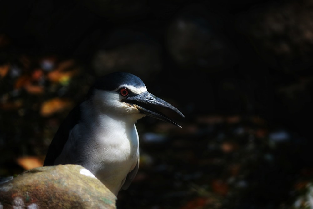 a close up of a bird on a rock