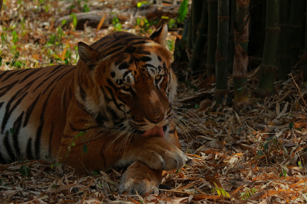 a tiger laying on the ground next to a bamboo tree