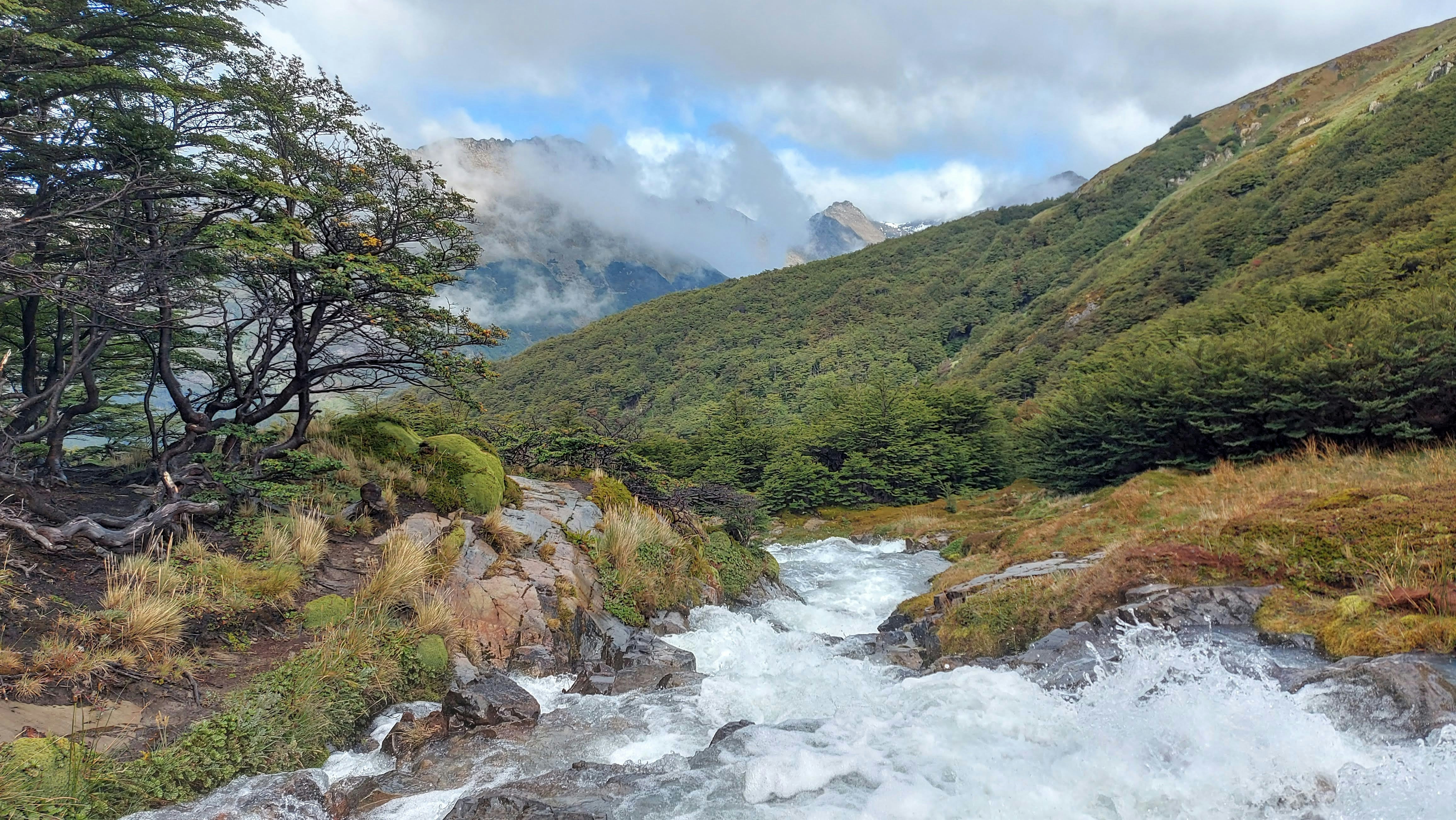 a river running through a lush green forest, 