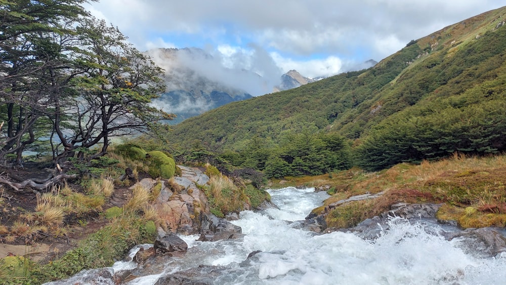 a river running through a lush green forest