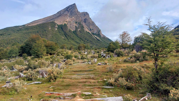 a dirt path in the middle of a forest