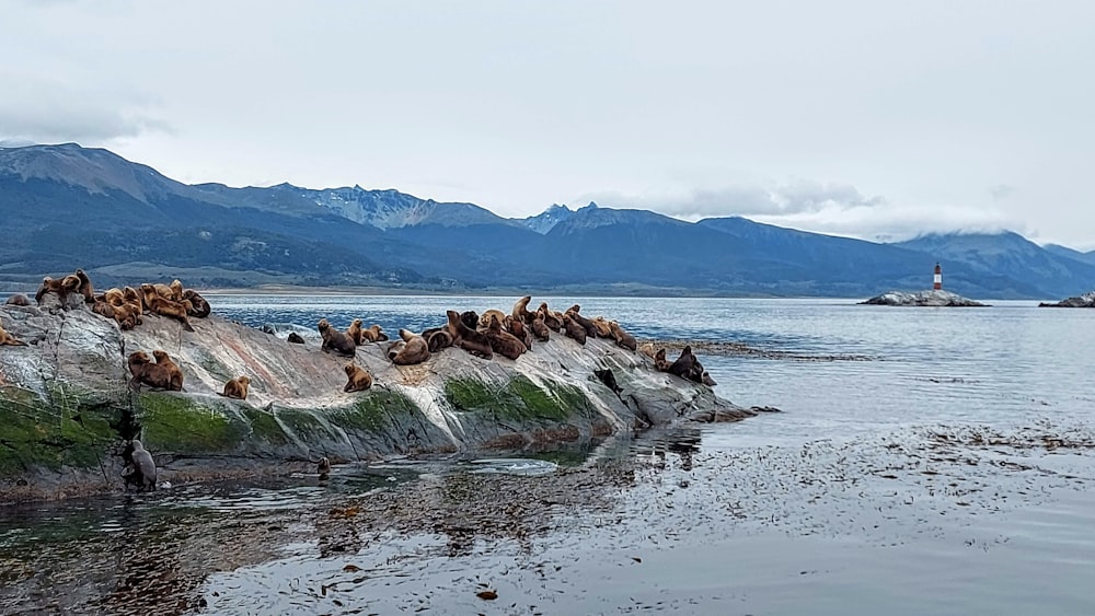 a group of sea lions resting on a rock in the water