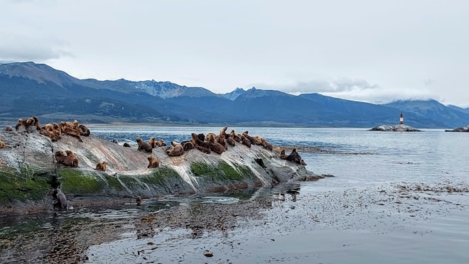 A group of sea lions rests on a rocky outcrop by the sea, with verdant patches of vegetation. The background features a mountainous landscape under a cloudy sky, and a distant lighthouse is visible across the water.
