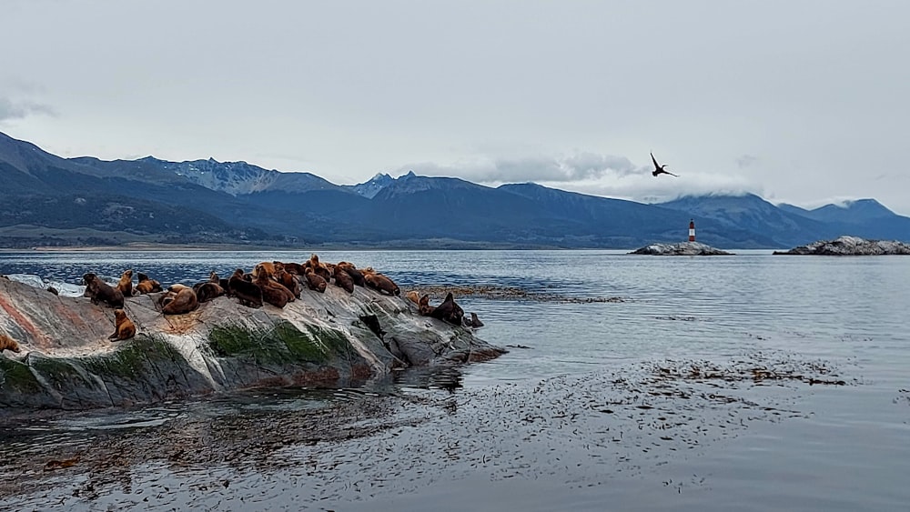 a flock of seagulls sitting on top of a rock