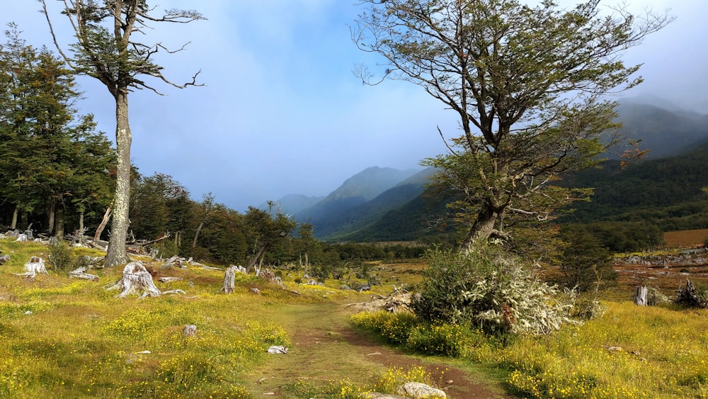 a grassy field with trees and rocks in the background